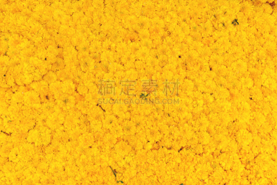 清新,万寿菊,背景,花环,自然,灯光技术,水平画幅,色彩鲜艳,装饰物,夏天