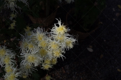 白色,菊花,江户时代,传统,清新,仅一朵花,枝繁叶茂,自然美,植物,户外