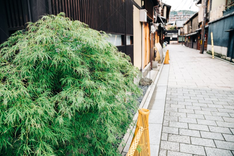 传统,巷,祗园,京都府,日本,街道,著名景点,古典式,餐馆,植物