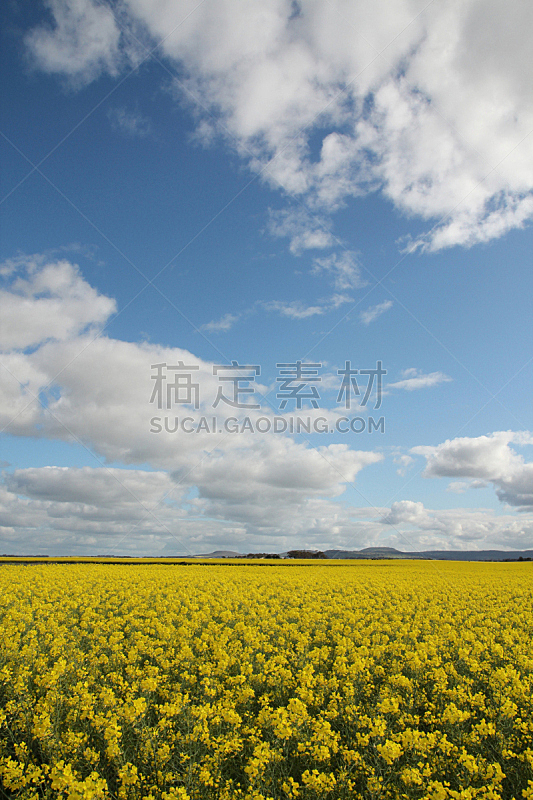 油菜花,在下面,蓝色,天空,仅一朵花,垂直画幅,农作物,美,春天,九月