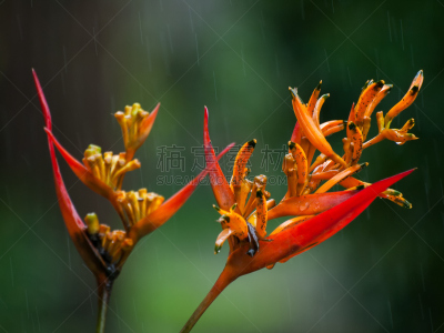 雨,tortuguero national park,托尔图格诺,里蒙省,海里康属,哥斯达黎加,自然,国家公园,水平画幅,橙色