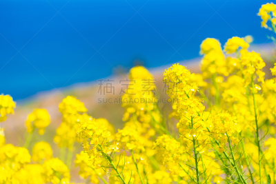 仅一朵花,油菜花,日本,田地,稻,诺图,石川,一只动物,水,天空