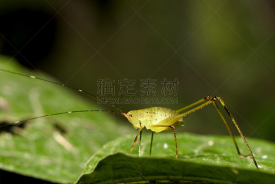 蚱蜢,厄瓜多尔,绿色,纳波,秘鲁亚马孙,亚马逊河,亚马逊雨林,亚马逊地区,南美,野生动物