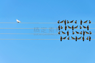 种族歧视,鸟类,金属丝,白色,黑色,概念,偏见,仇外心理,陌生人,与众不同