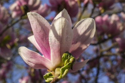 Flowering tree Magnolia × Soulangeana