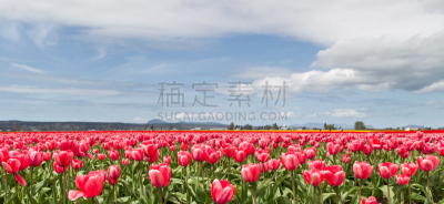 天空,郁金香,水平画幅,景观设计,无人,蓝色,全景,户外,史凯吉谷,斯卡吉特县