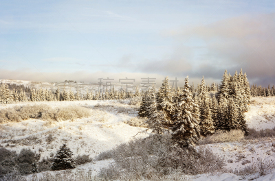 雪,第一名,阿拉斯加,寒冷,霍默,风景,冬天,云,图像,云杉