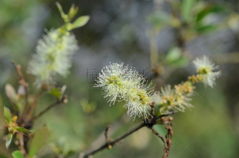 白千层,巴京和达格纳姆,开花的山茱萸,箭木,马樱丹属,海葵,口香糖,蜂箱,环保人士,花