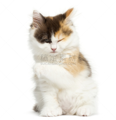小猫,直发,分离着色,垂直画幅,正面视角,注视镜头,家畜,无人,猫科动物,白色背景