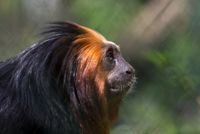 黄金,lion tamarin,头球,哺乳纲,野生动物,水平画幅,无人,动物,猴子,金头狮面狨