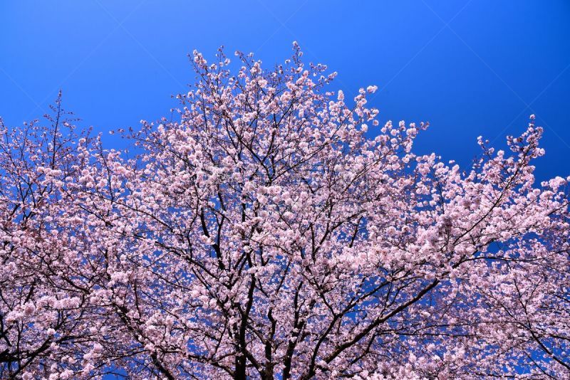 Ｃｈｅｒｒｙ　Ｔｒｅｅ