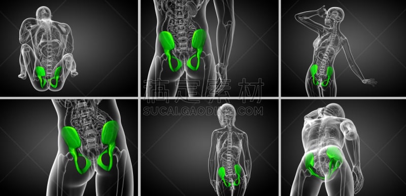 骨盆,健康保健,三维图形,骨骼,绘画插图,股骨,软骨,人体子宫,脊柱,人类骨架