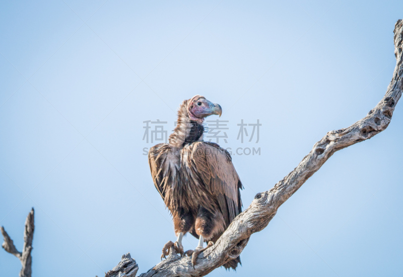 肉裙面秃鹰,克鲁格国家公园,枝,秃鹰,自然,野生动物,水平画幅,无人,鸟类,非洲