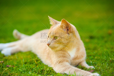 猫,幽默,绿色,草,自然,水平画幅,可爱的,猫科动物,爪子,动物身体部位