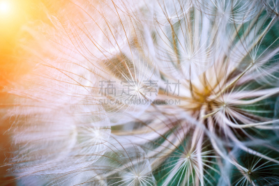 蒲公英,欧洲赤松,模拟人生,婆罗门参,梓木,花朵,水,美,水平画幅,无人