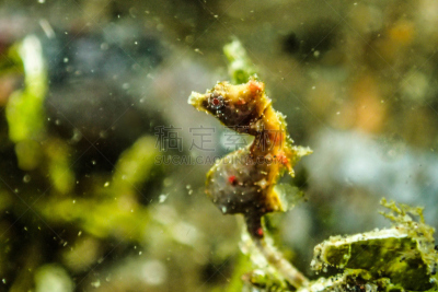 海马,水雷,西里伯斯海,伦贝海峡,美娜多,水下摄影机,苏拉威西,从在水肺潜水的角度拍摄,动物内脏,浮潜