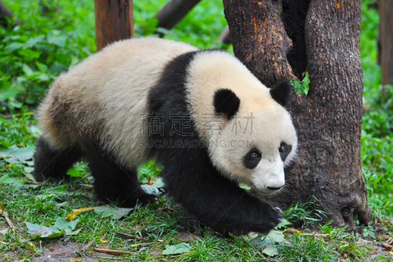 森林,熊猫,水平画幅,无人,巨大的,东亚,野外动物,户外,熊,特写