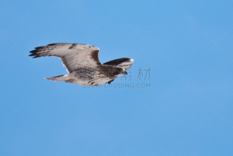 天空,蓝色,红尾鹰,红尾蟒蛇,褐色,野生动物,食肉鸟,水平画幅,无人,鸟类