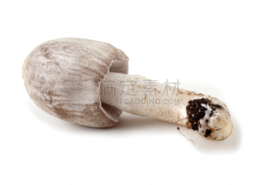 食用菌,鸭舌帽,笔帽状蘑菇,灰色,水平画幅,无人,阴影,背景分离,摄影