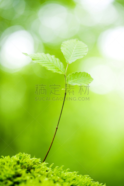 山毛榉树,双叶区,自然,垂直画幅,秧苗,水果,无人,材料,活力,植物