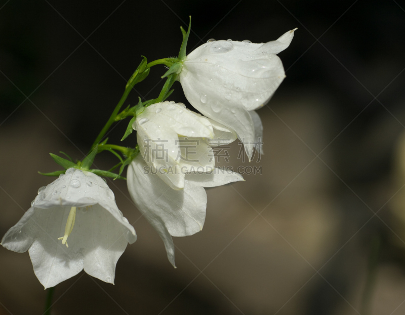 风铃草属,白色,大特写,露水,特写,美,水平画幅,无人,夏天,户外