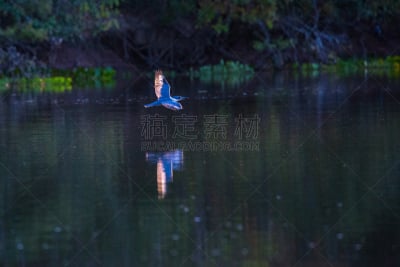 潘塔纳尔湿地,马托塔罗索洲,鸟类,巴西,亚马逊地区,亚马逊雨林,南马托塔罗索洲,翠鸟,水灾,南美