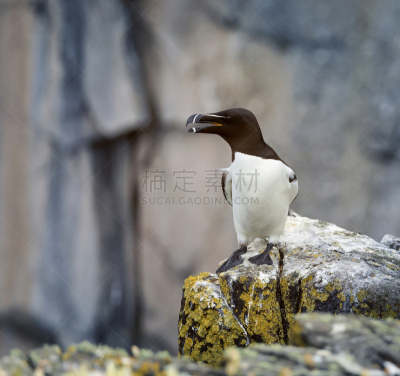 海岸线,贝里克 北部,刀嘴海雀,苏格兰,福斯河湾,悬崖,特写,岛,五月,摄影