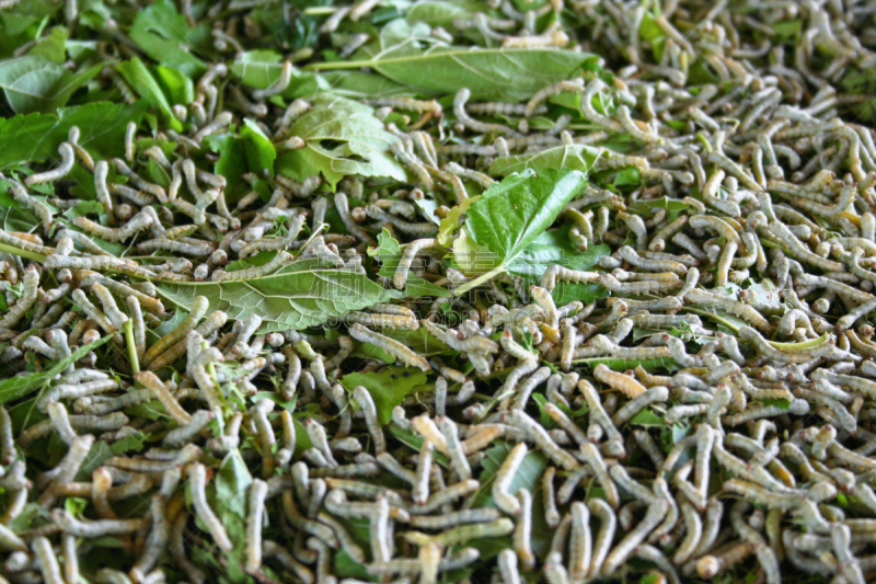 蚕,昆虫群,毛虫,水平画幅,纹理效果,无人,生食,特写,泰国,充满的