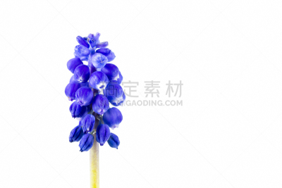 葡萄风信子,蓝色,自然美,白色背景,分离着色,手部骨骼,萼片,风信子,雄蕊,美
