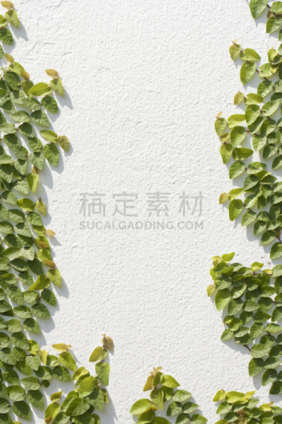 爬行无花果,白色,墙,樱草属,建筑外部,房屋,垂直画幅,边框,图像,攀缘植物