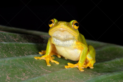 廷克里德青蛙,芦苇蛙,青蛙,吸盘,泥泞的,水平画幅,注视镜头,夜晚,无人,动物身体部位