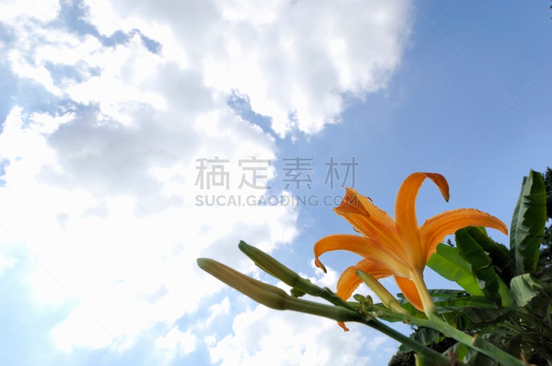 天空,花头,小石川植物园,东京大学,萱草,水平画幅,地形,无人,蓝色,日本