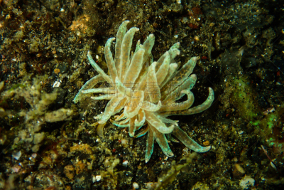 裸鳃亚目动物,水雷,西里伯斯海,伦贝海峡,美娜多,水下摄影机,苏拉威西,从在水肺潜水的角度拍摄,浮潜,水肺潜水