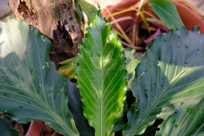 植物,花烛属,叶子,濒危物种,清新,自然界的状态,背景分离,食品,环境,泰国