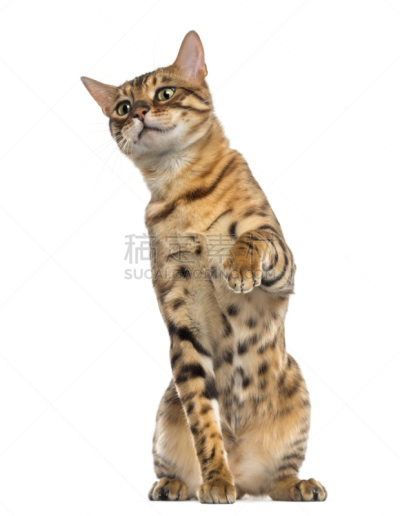 用爪子抓,孟加拉虎,向上看,11到12个月,垂直画幅,家畜,无人,猫科动物,白色背景,背景分离