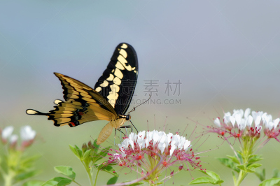 蝴蝶,大凤尾蝶,水平画幅,动物身体部位,夏天,特写,白色,植物,大特写