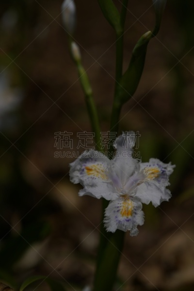 茶花,鸢尾,地形,户外,黄色,白色,紫色,绿色,可爱的,自然界的状态