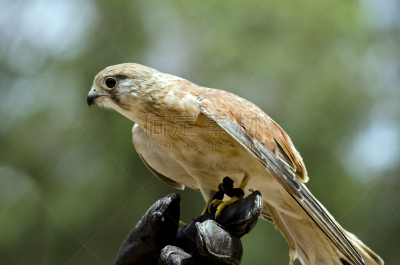 猎鹰,australian kestrel,侧面视角,食肉鸟,水平画幅,无人,鸟类,特写,澳大利亚,雌猎鹰