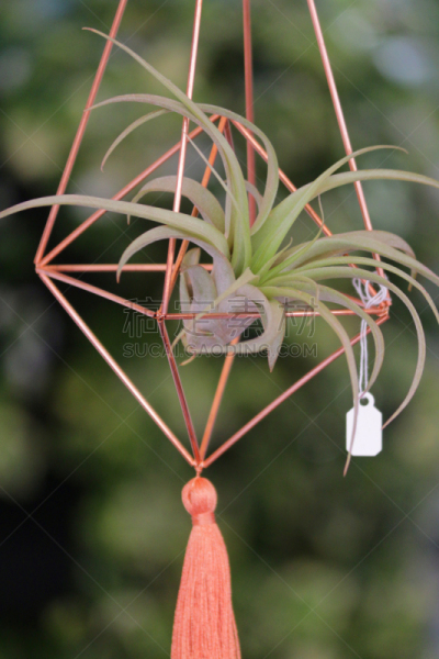 花盆,菠萝科,小精灵空气凤梨 ,现代,园林,运动模糊,室内植物,雾,背景,铜