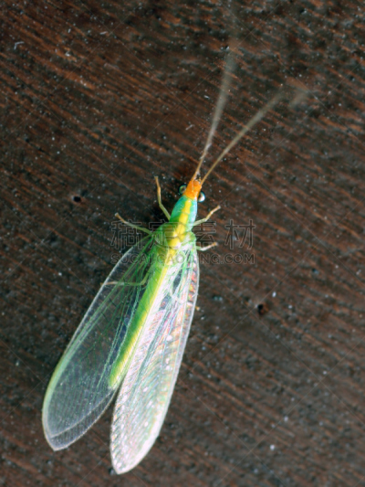 绿色,绿色草蜻蛉,脉翅目,蚁狮,lacewing,豆娘,共生关系,垂直画幅,动物身体部位,夏天