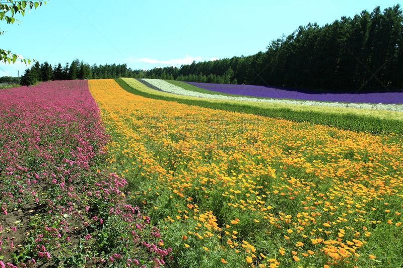 北海道,自然,天空,成一排,水平画幅,景观设计,富良野盆地,无人,蓝色,日本