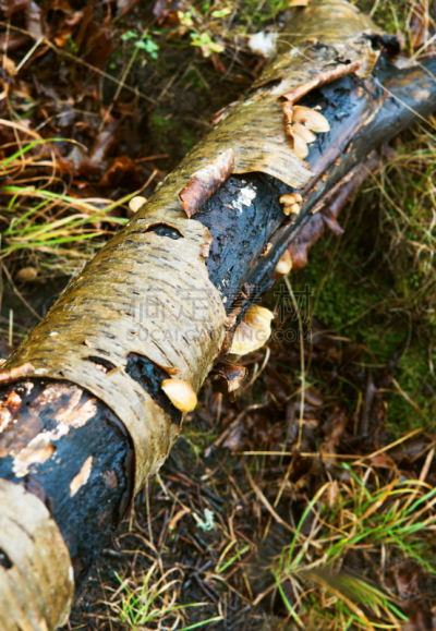 榆树,白桦,树皮,卷着的,lacebark pine,幻想性错觉,自然,垂直画幅,太空,式样