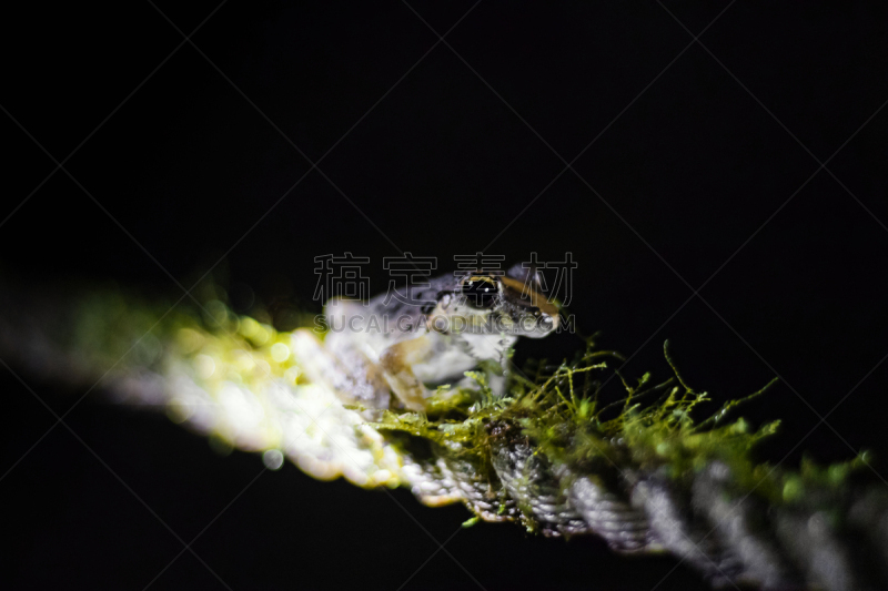 青蛙,夜晚,热带雨林,动物主题,比例,野生动物,肖像,一只动物,蜥蜴,动物