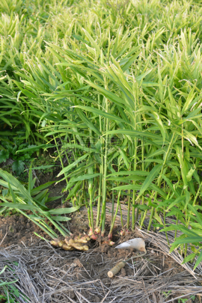 生姜,草,吊钩,垂直画幅,新的,人老心不老,枝繁叶茂,偏远的,农作物,彩色背景