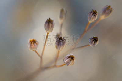 植物群,自然,俄勒冈州,俄勒冈郡,褐色,枯萎的,水平画幅,无人,户外,干的