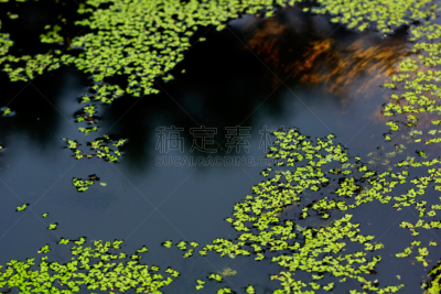 浮萍,水生植物,水,美,边框,水平画幅,无人,湿,夏天,沼泽