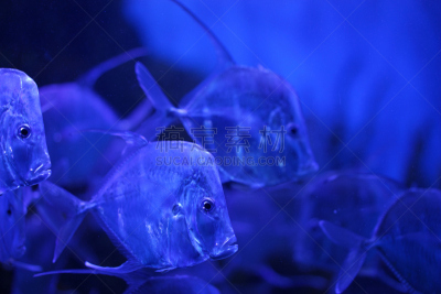 水族馆,鱼类,月鲹,鱼缸,热带鱼,水,水平画幅,水下,动物鳍,白色