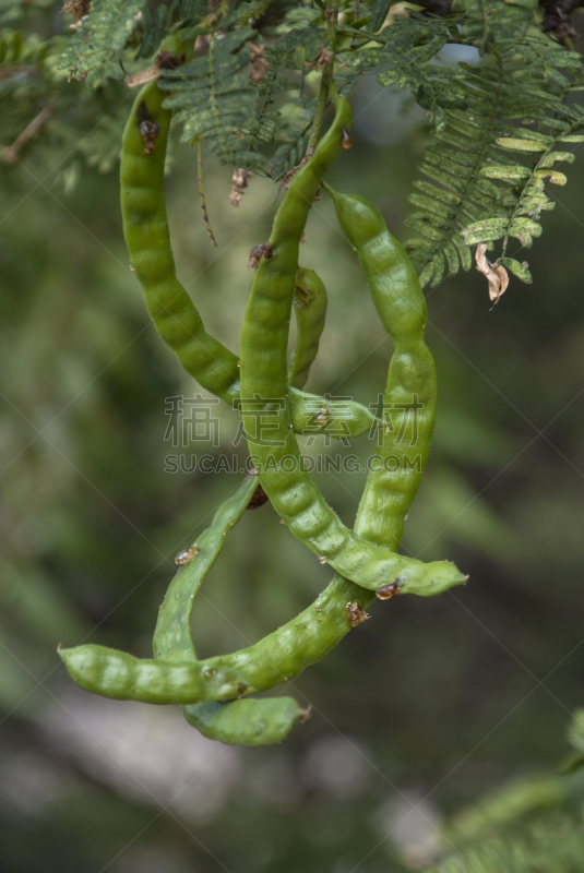 金合欢树,豆荚,荷兰加勒比海,阿鲁巴,波耐尔,库拉索,利沃德,垂直画幅,南美