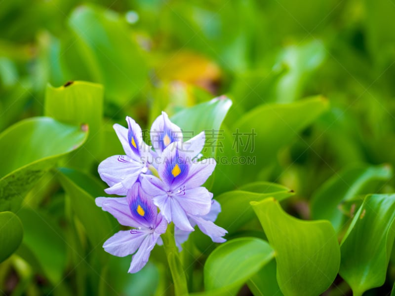 凤眼莲,自然美,自然,美,水平画幅,绿色,无人,野生植物,特写,植物