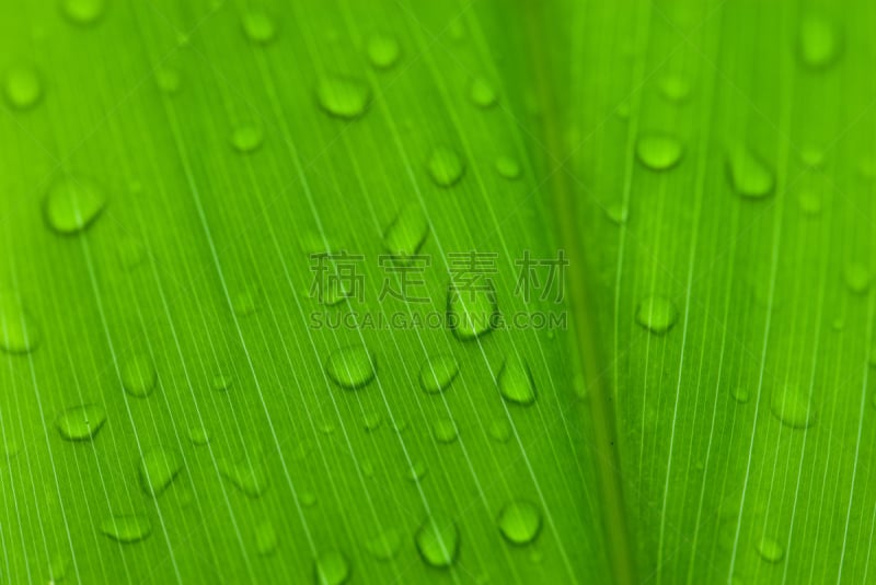 早晨,热带的花,龙血树属植物,丝兰,龙舌兰属植物,稀缺,水平画幅,枝繁叶茂,巴厘岛,异国情调